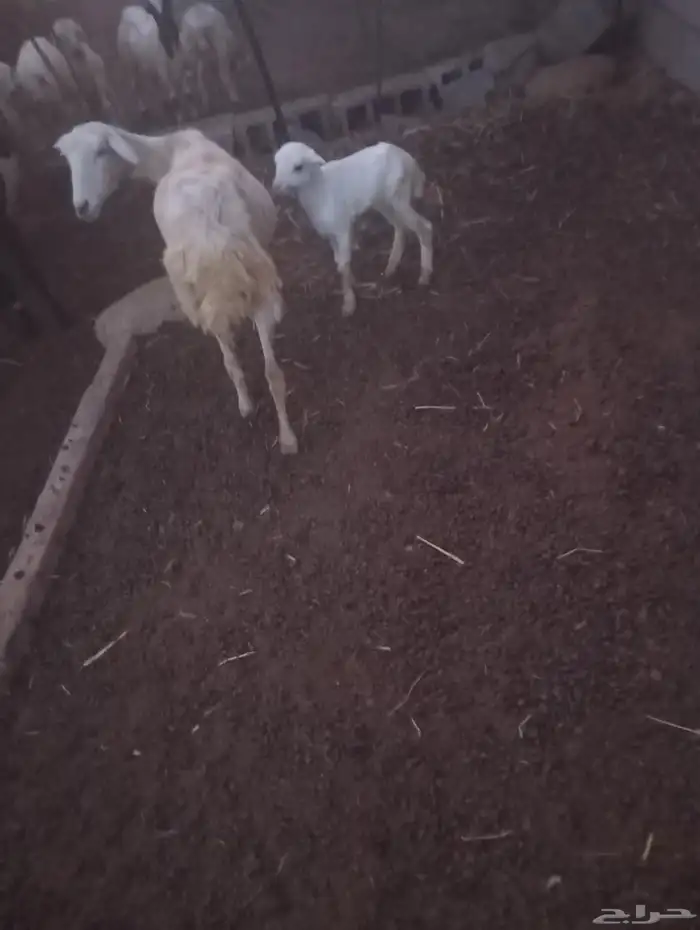 نعجه منتوج معها رخل سن ثني نعجه شرط ورايمه بنتها 1