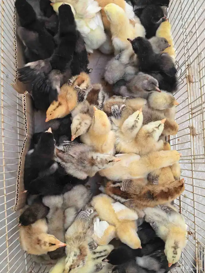 صوص براهما 0