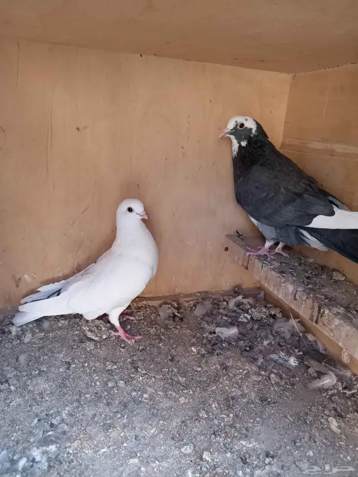 حمام قطيفي 2