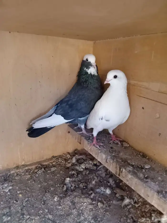 حمام قطيفي 8