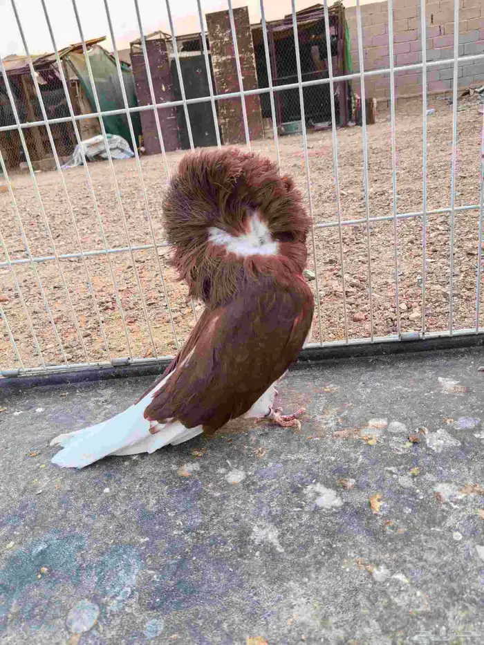 للبيع جوز جوكوبين حوامل رديوس 0