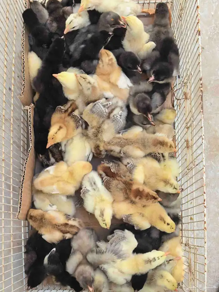 صوص براهما 1