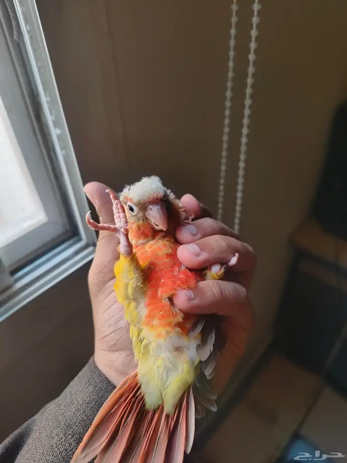 فرخ كنيور اناناس دبل دبل رد فاكتور (رد فيس) لأهل التميز 2