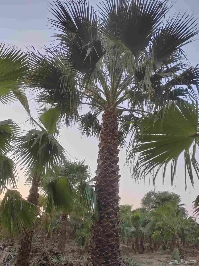 نخل واشنطني 6