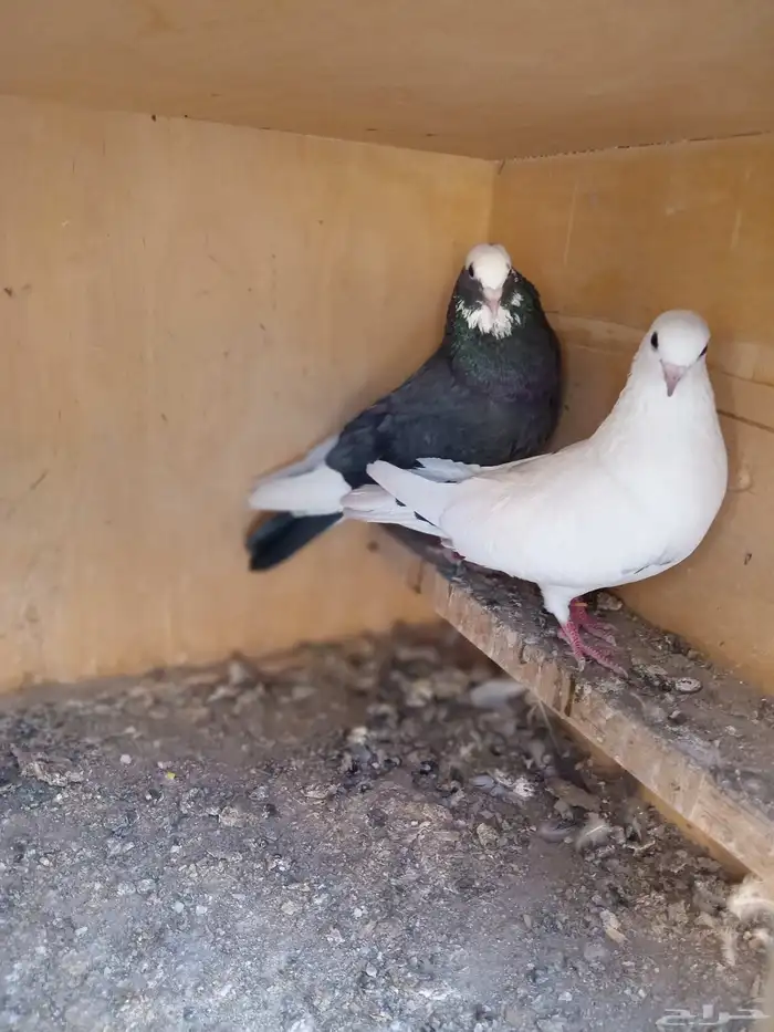 حمام قطيفي 7