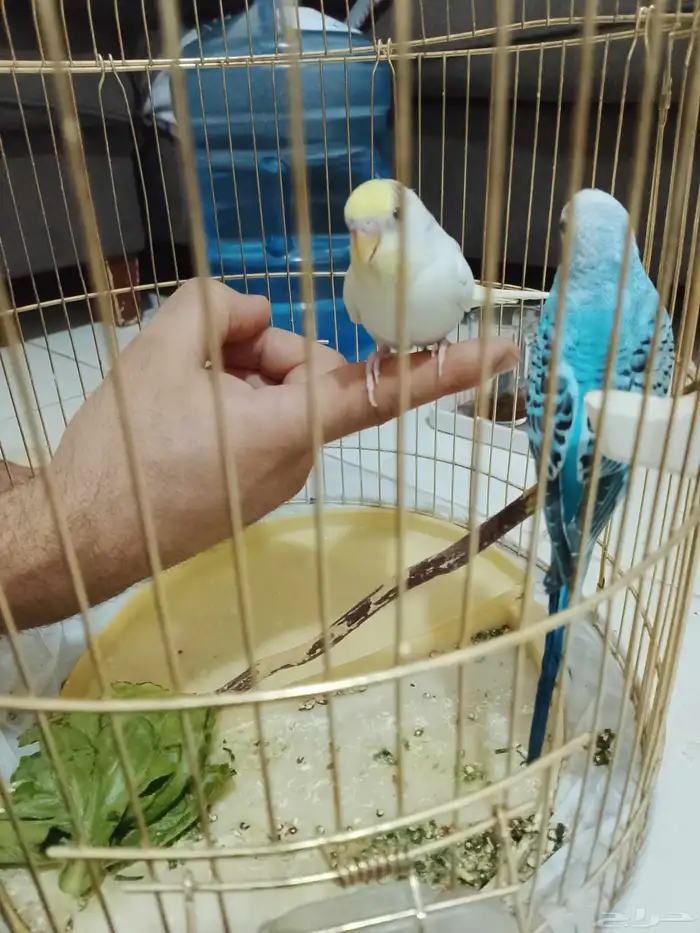 زوج بادجي نضيف 1