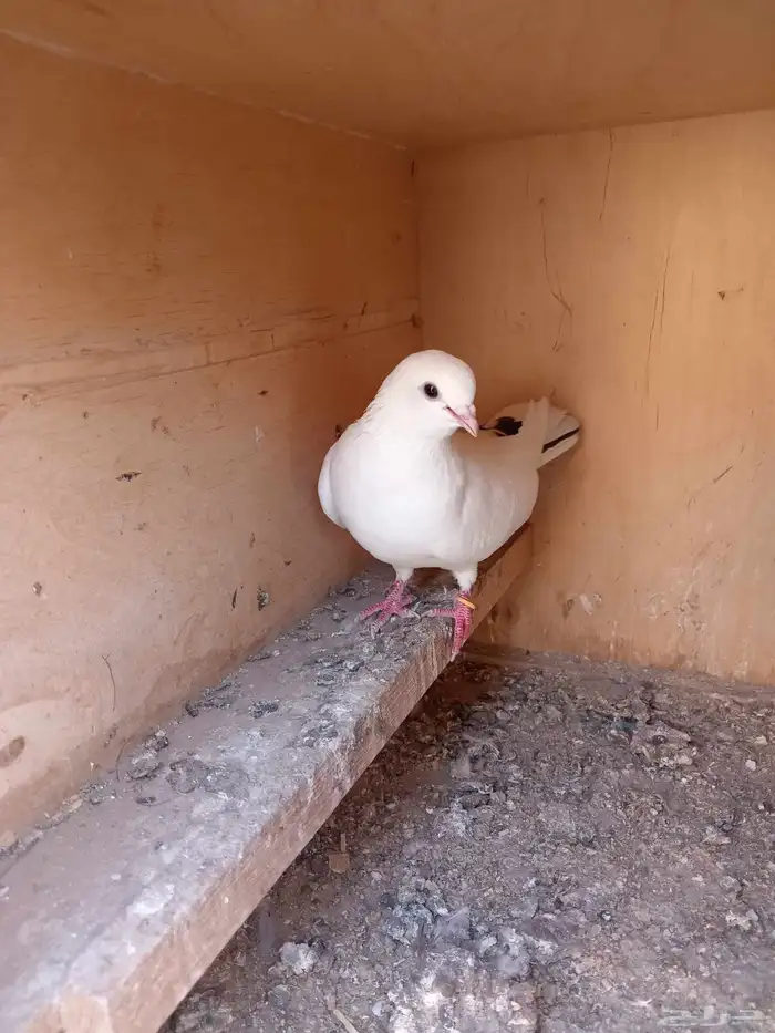 حمام قطيفي 9