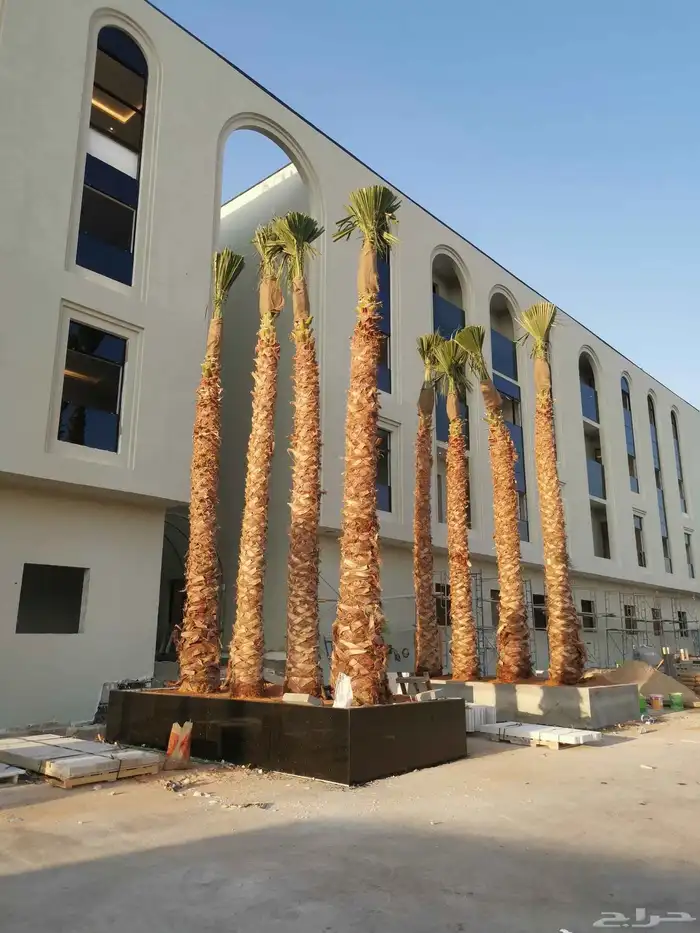 توريد وزراعة النخيل الزينة بكل مقاساته 3