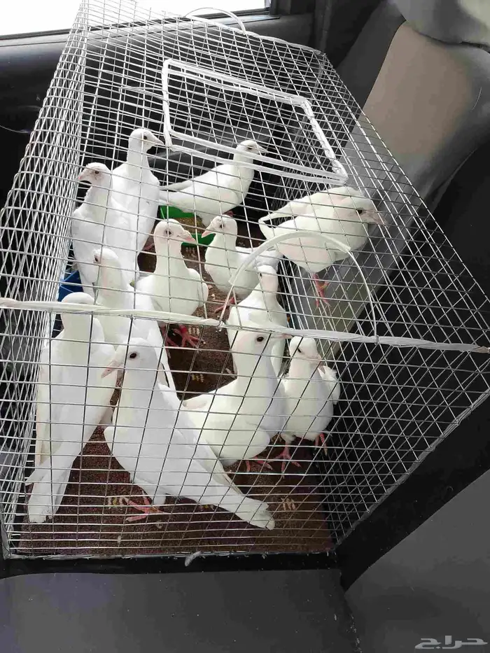 موصل طيور حيوانات اليفه أمانات 9