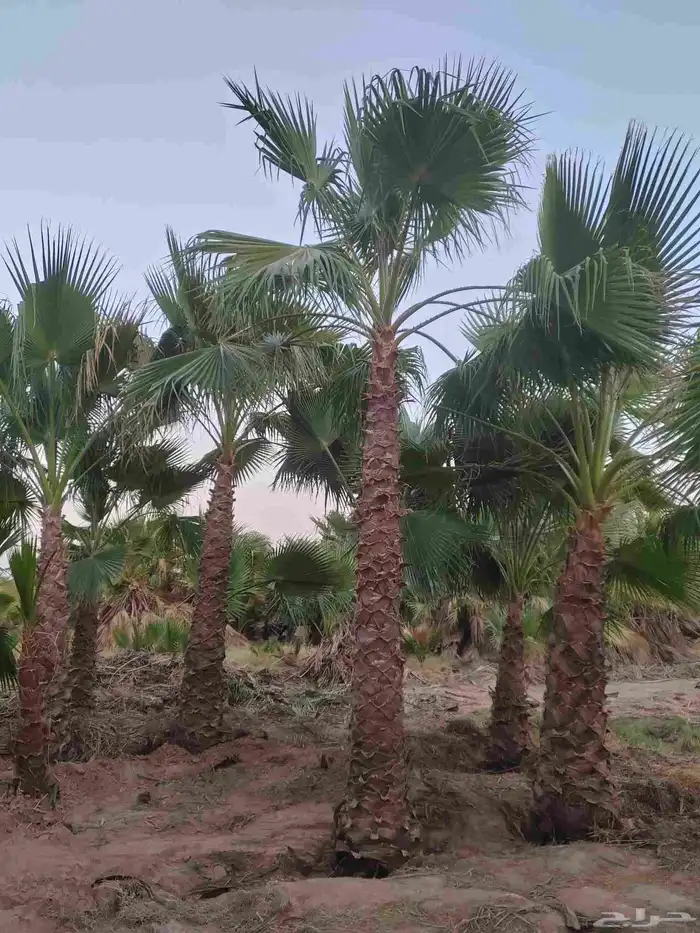 نخل واشنطني 4