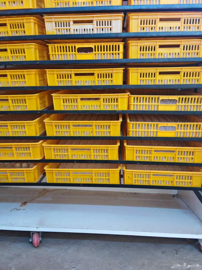 فقاصة بحالة ممتازة للبيع 1