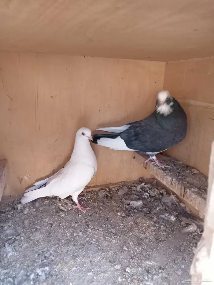 حمام قطيفي 3