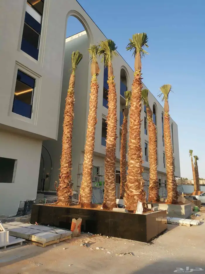 توريد وزراعة النخيل الزينة بكل مقاساته 4