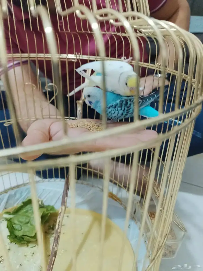 زوج بادجي نضيف 0