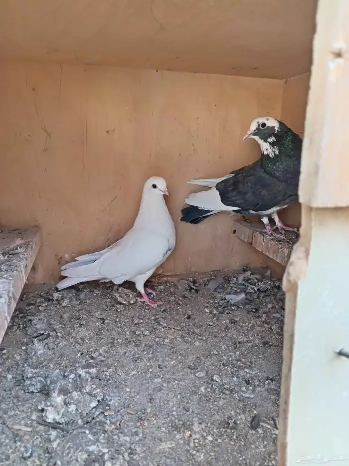 حمام قطيفي 0