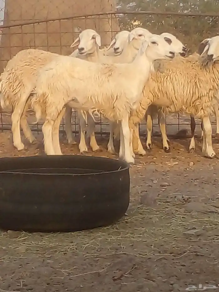 السلام عليكم ورحمة الله وبركاته رخال حريه العدد 7 دفيع 1