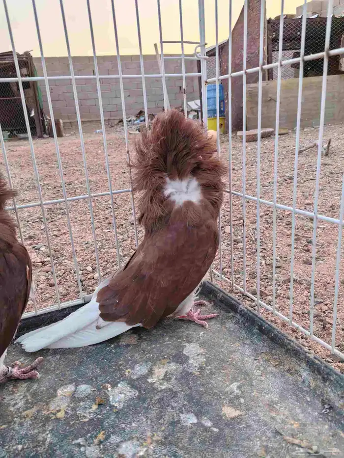 للبيع جوز جوكوبين حوامل رديوس 2