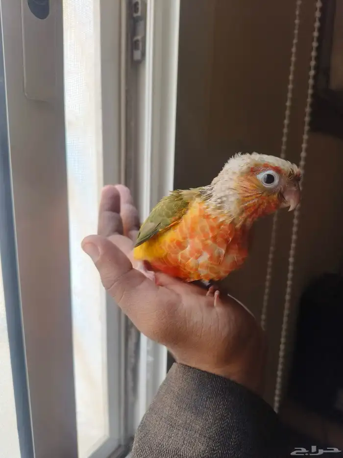 فرخ كنيور اناناس دبل دبل رد فاكتور (رد فيس) لأهل التميز 0