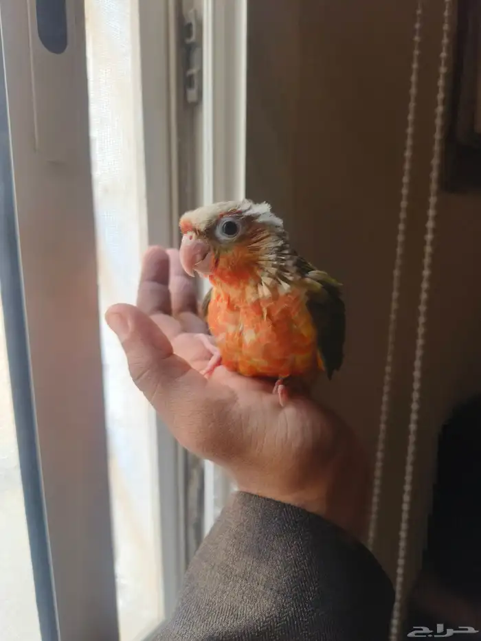 فرخ كنيور اناناس دبل دبل رد فاكتور (رد فيس) لأهل التميز 1