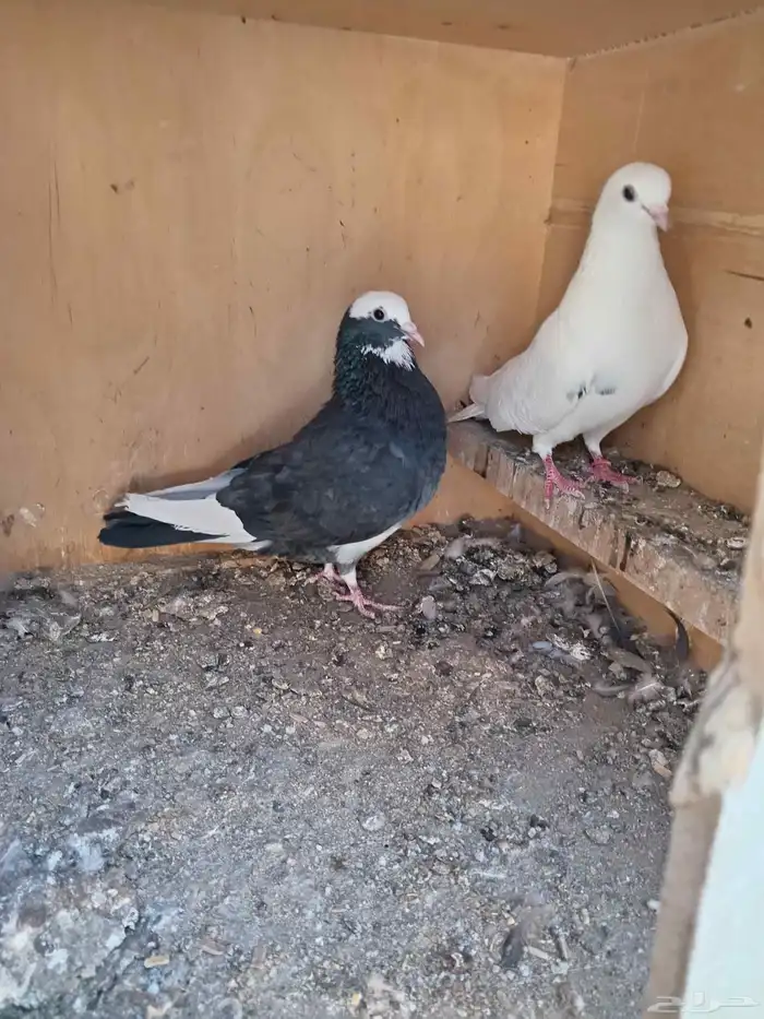 حمام قطيفي 5