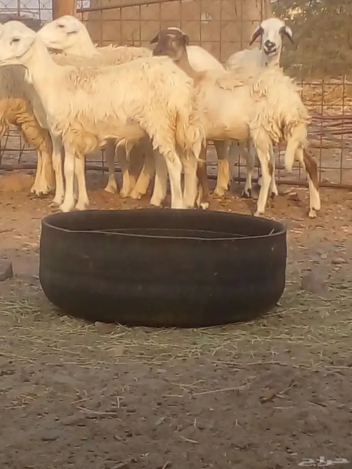 السلام عليكم ورحمة الله وبركاته رخال حريه العدد 7 دفيع 2