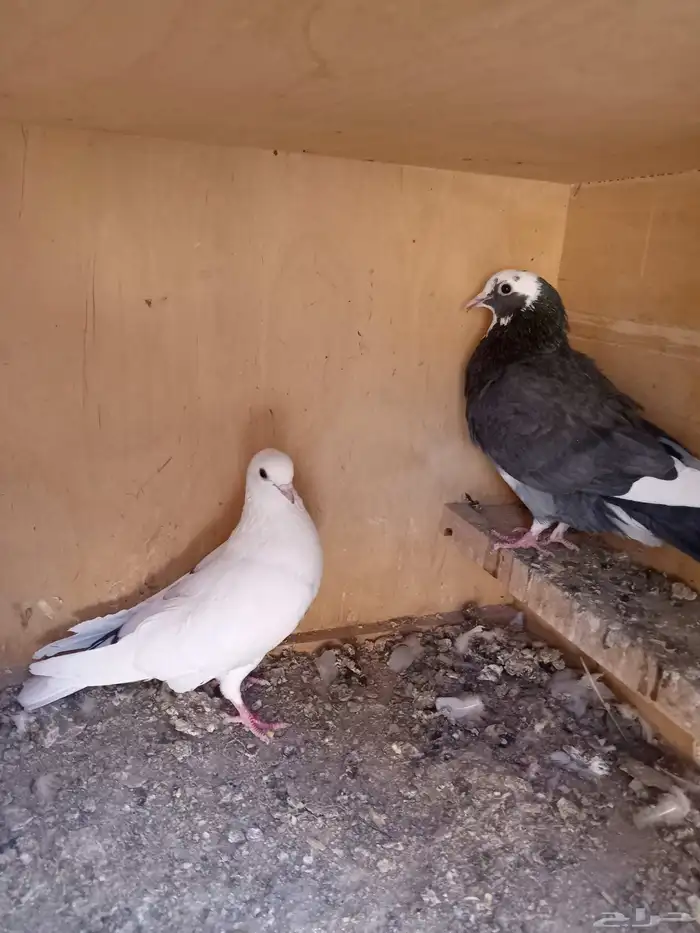 حمام قطيفي 1