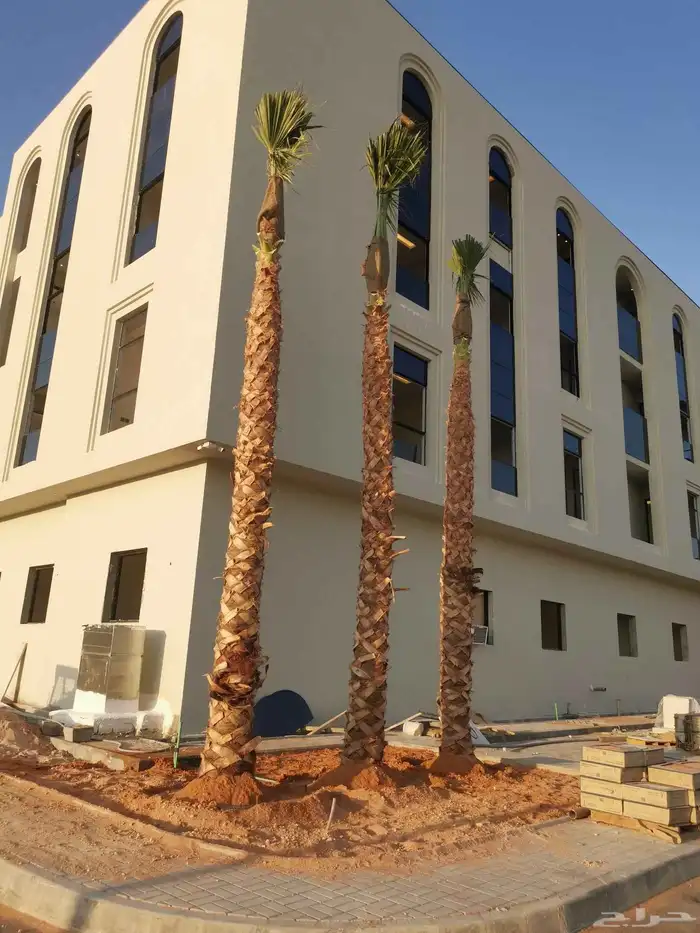 توريد وزراعة النخيل الزينة بكل مقاساته 7