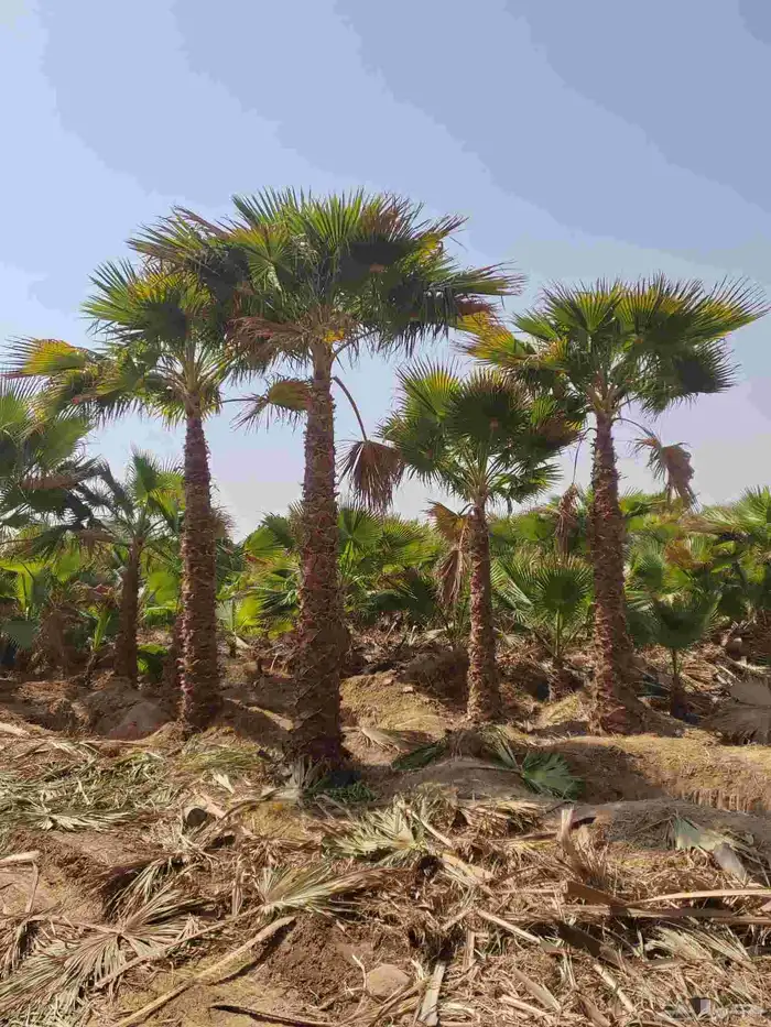 نخل واشنطني 2