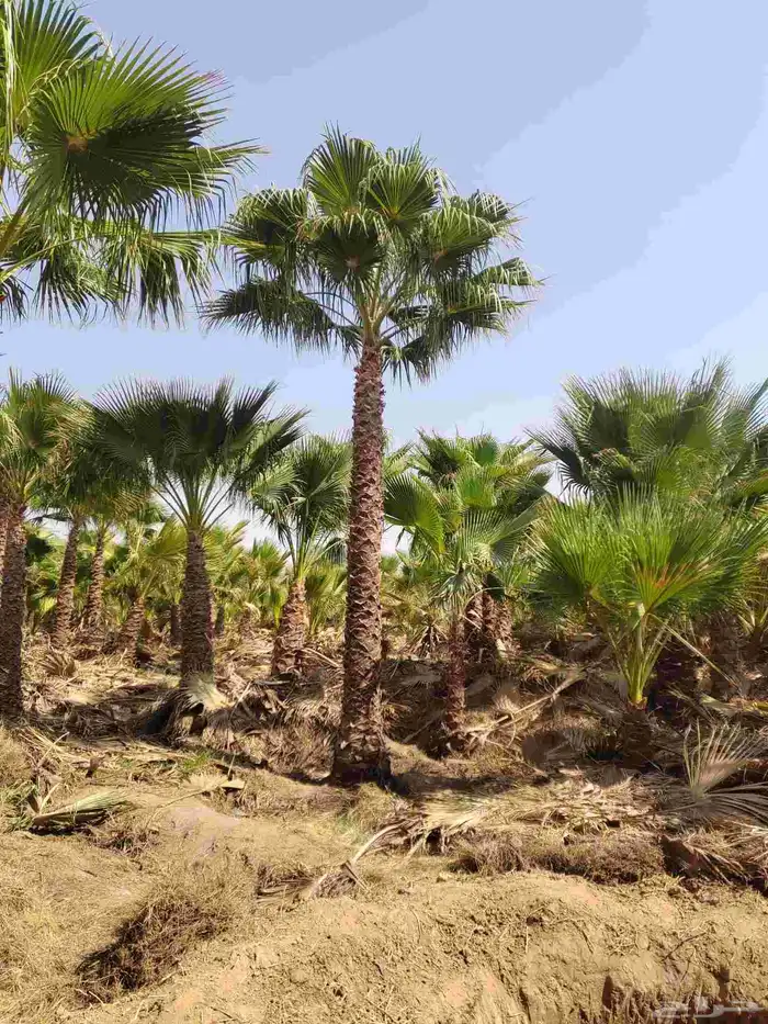 نخل واشنطني 1