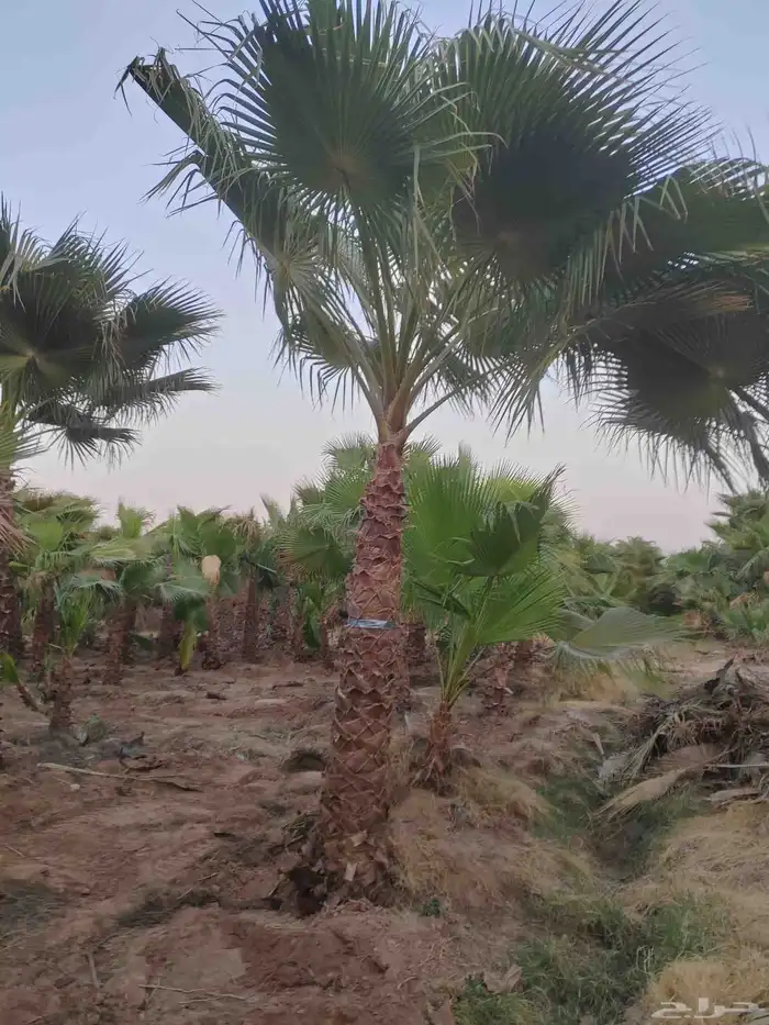 نخل واشنطني 5