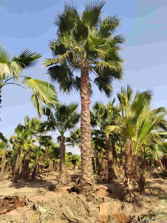 نخل واشنطني 3