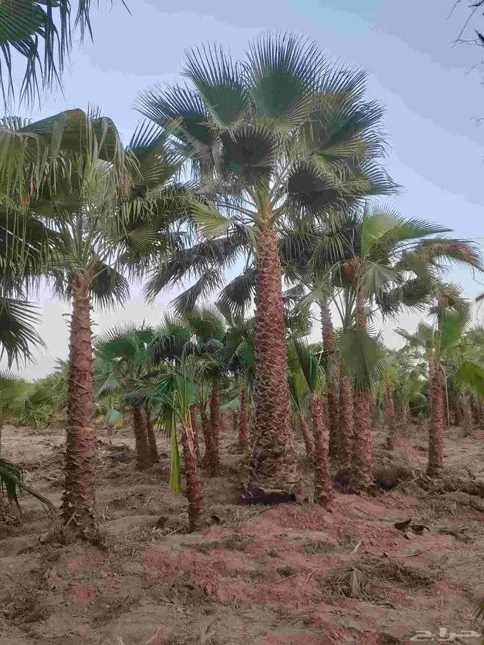 نخل واشنطني 7