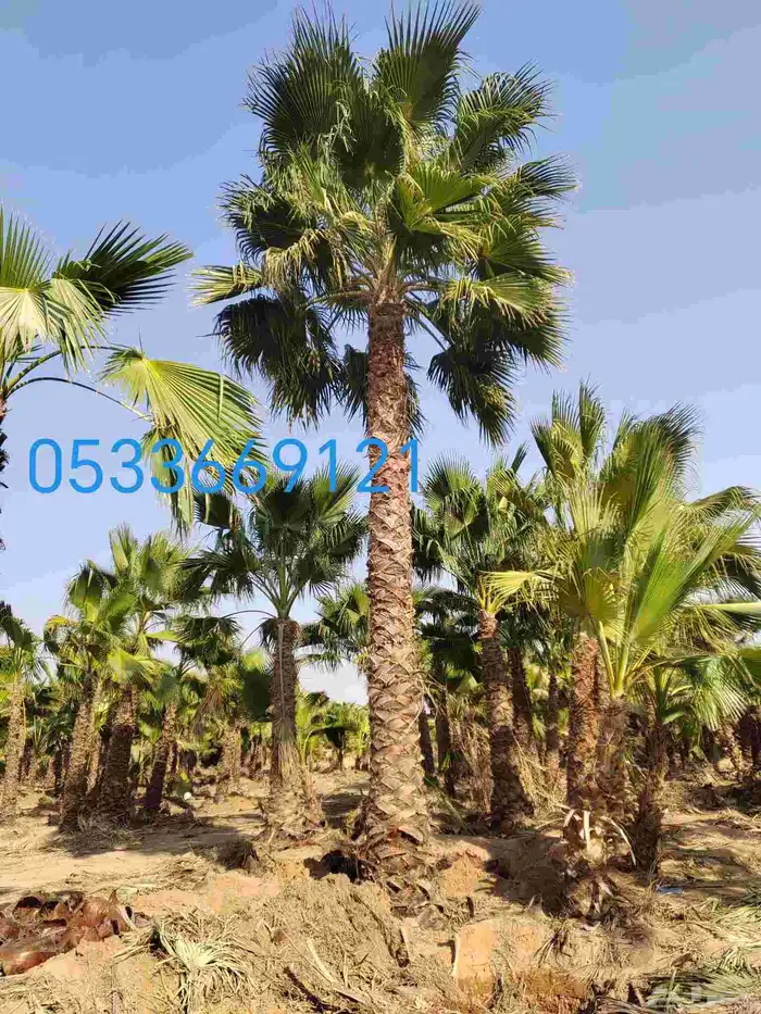 نخل واشنطني 0