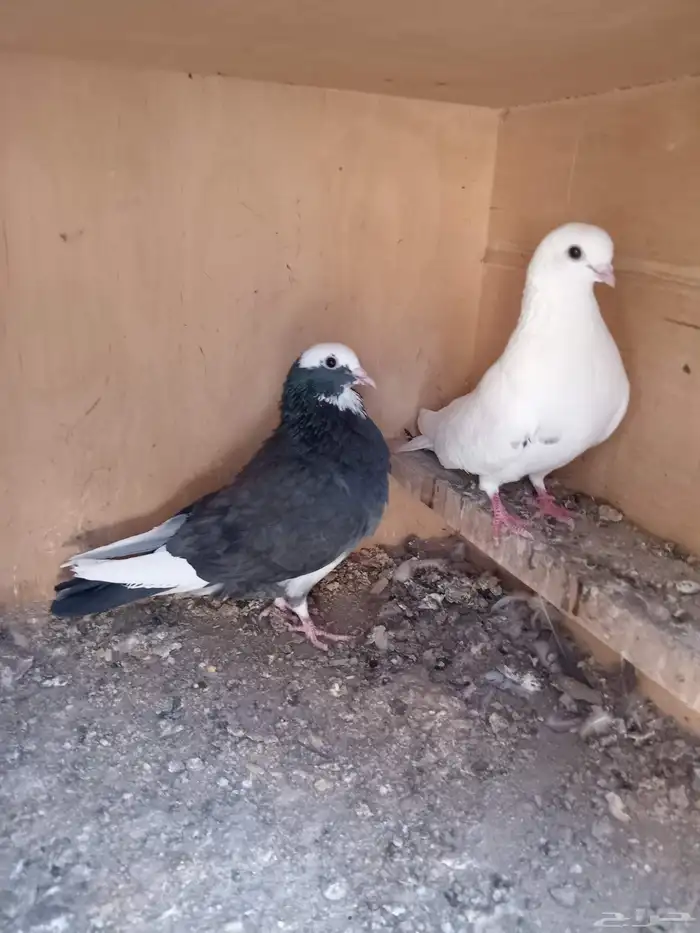 حمام قطيفي 4