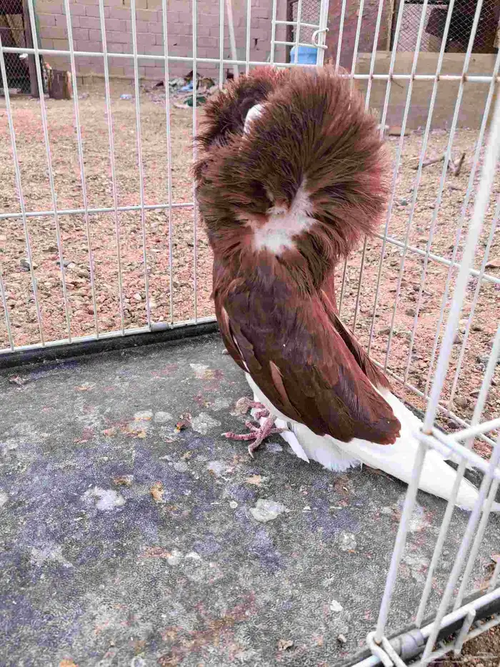 للبيع جوز جوكوبين حوامل رديوس 1