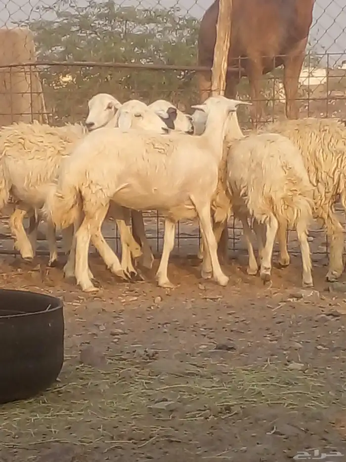 السلام عليكم ورحمة الله وبركاته رخال حريه العدد 7 دفيع 0