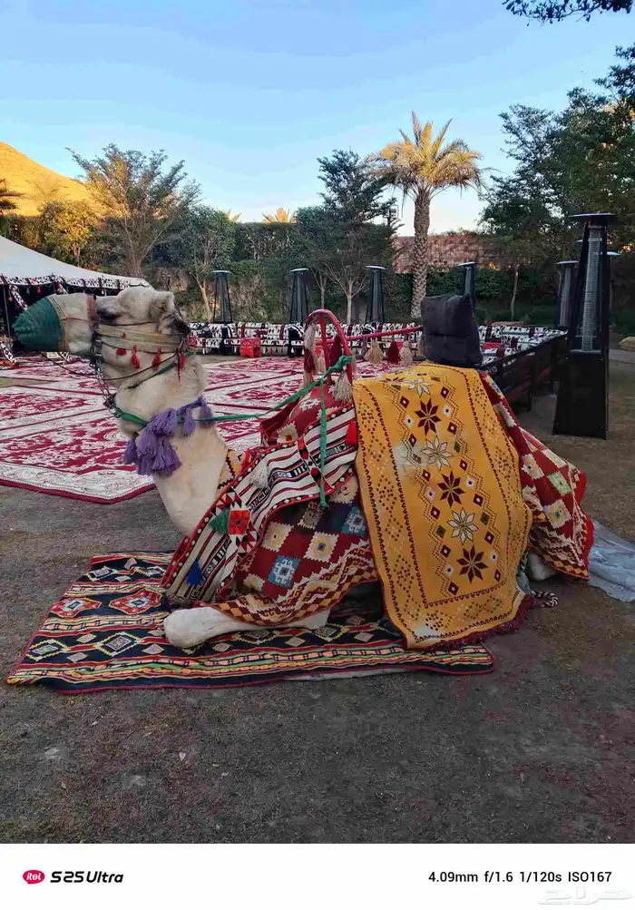 جمال وخيول 1