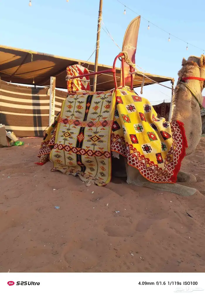 جمال وخيول 2