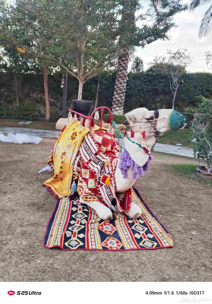 جمال وخيول 0