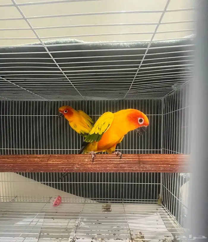 زوج صن كنيور لاعلى سومه 0