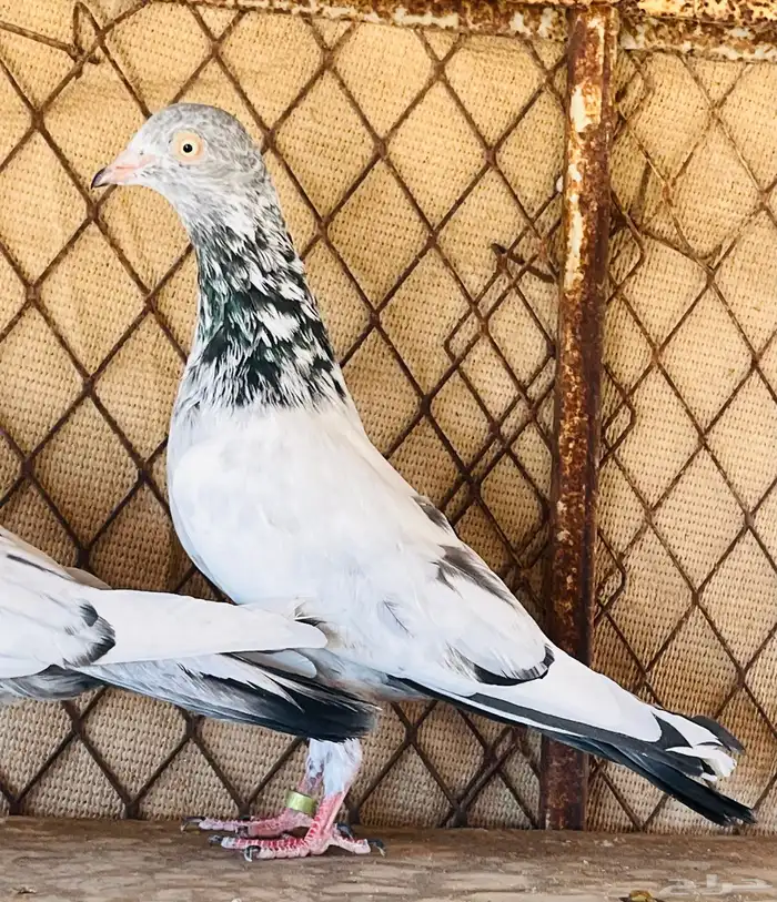 جوز كمنقر كالو فاخر بعياله وجوز سهران بوري 4