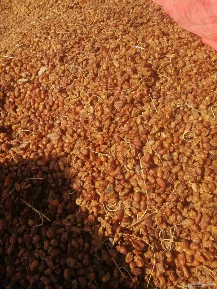 تمر علف للحلال ناشف أكياس مليانه ماشاء الله تبارك 7