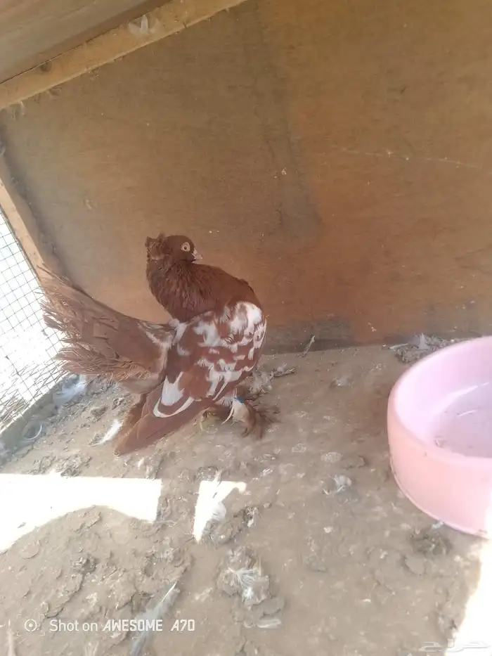 نفاخ وجاوا 1