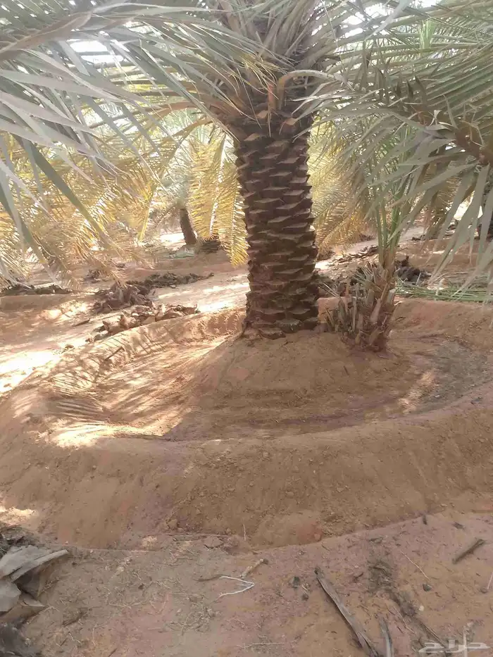 يوجد لدينا عمال تكريب النخيل 5