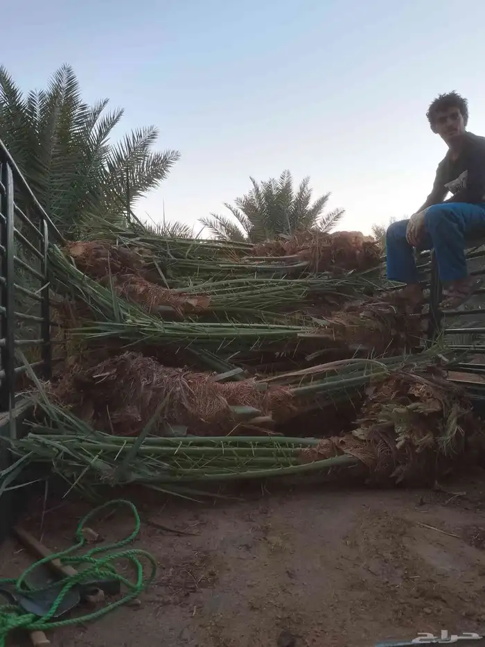 ابو ناصر لتوريد وتركيب جميع انواع انخل المثمر وزينه لتواصل 1
