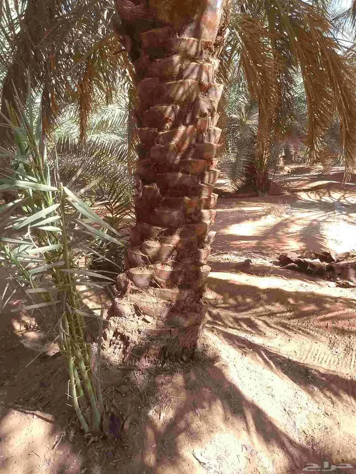 يوجد لدينا عمال تكريب النخيل 1