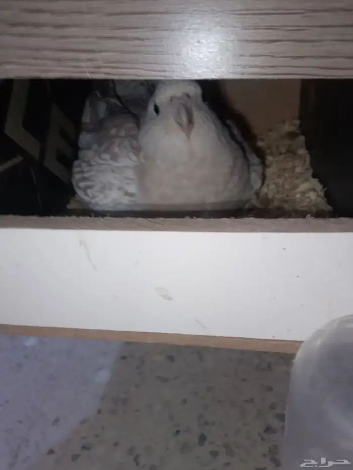 كروان هولندي منتج 10