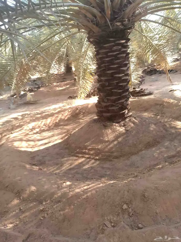 يوجد لدينا عمال تكريب النخيل 6