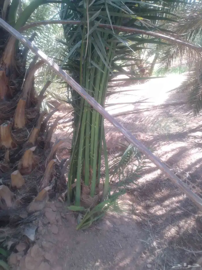 يوجد لدي نخل انواع ممتازه صقعي ومجدوله وسكري وسلطانه وهلالي 0