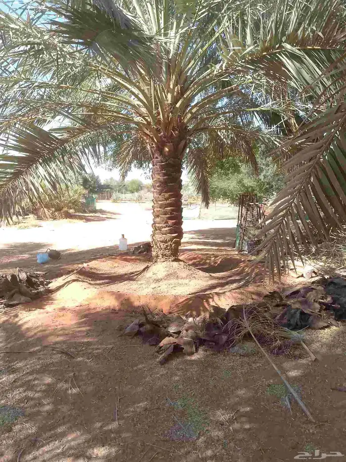 يوجد لدينا عمال تكريب النخيل 0